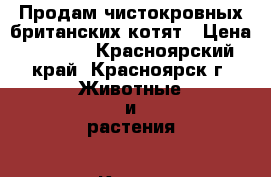 Продам чистокровных британских котят › Цена ­ 3 500 - Красноярский край, Красноярск г. Животные и растения » Кошки   . Красноярский край,Красноярск г.